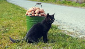 Il gatto può mangiare le patatine fritte?