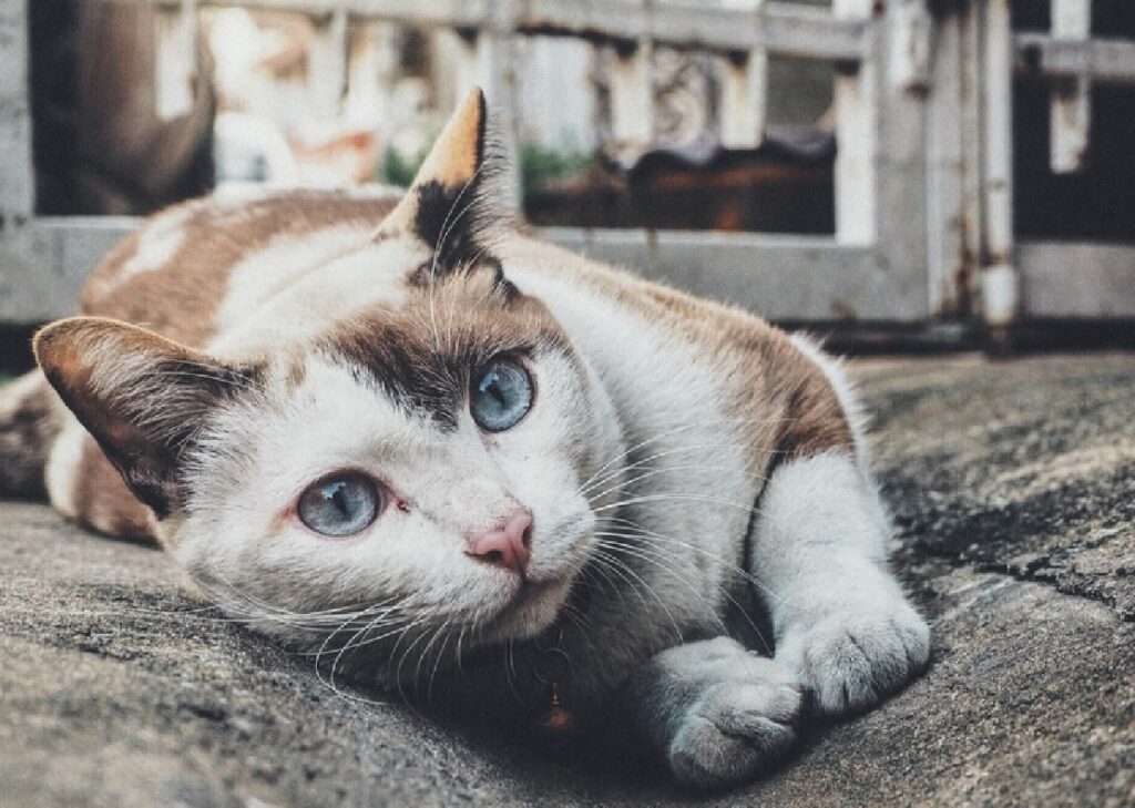 perugia gatto sdraiato per terra