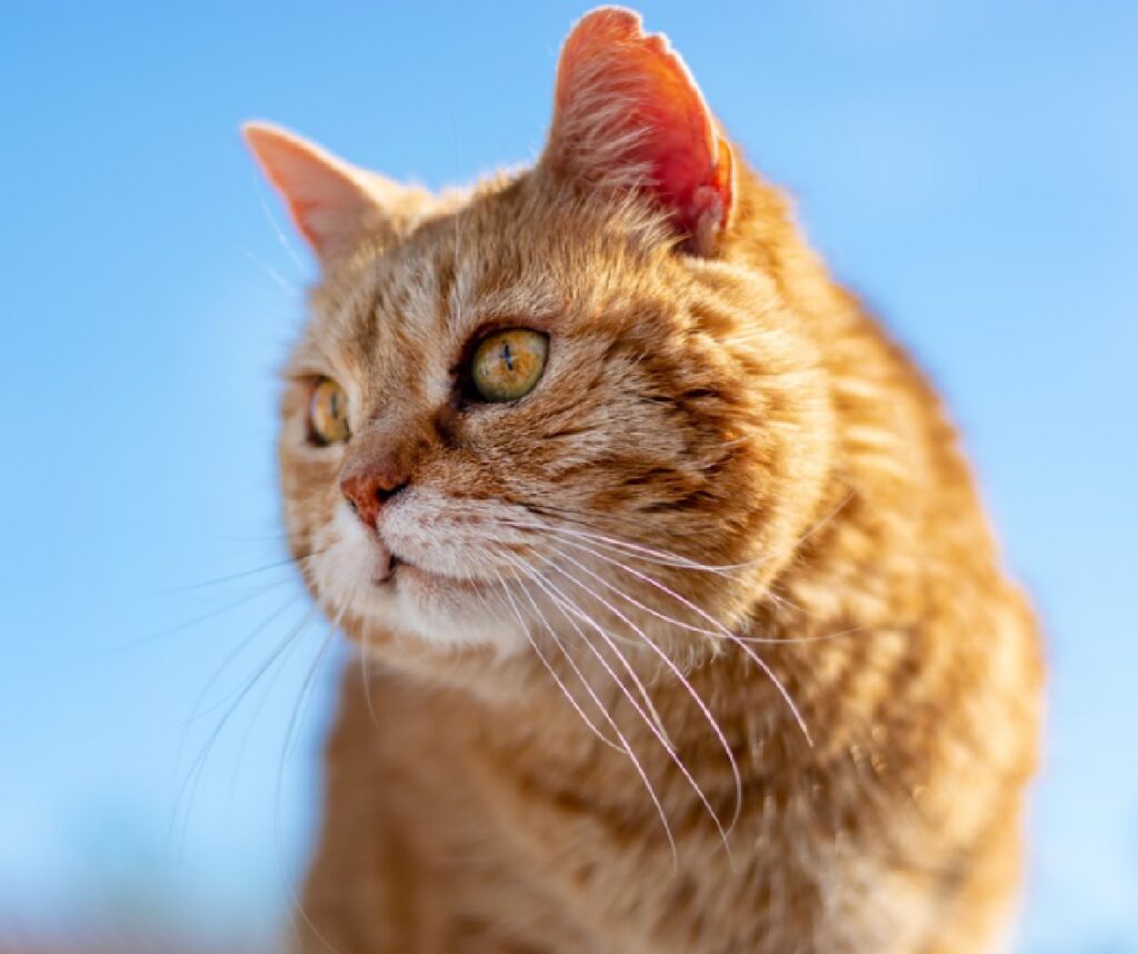 perugia gatto fissa il vuoto