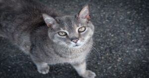 I pompieri riescono a rianimare un gatto che stava morendo soffocato in un incendio (VIDEO)