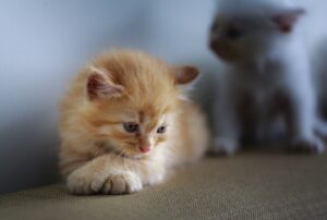 Pordenone, gatti sul tetto di un edificio pericolante, l’intervento dei pompieri