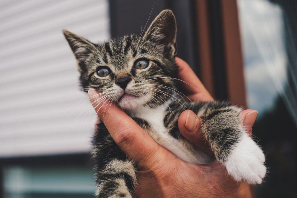 tenere in mano un gattino