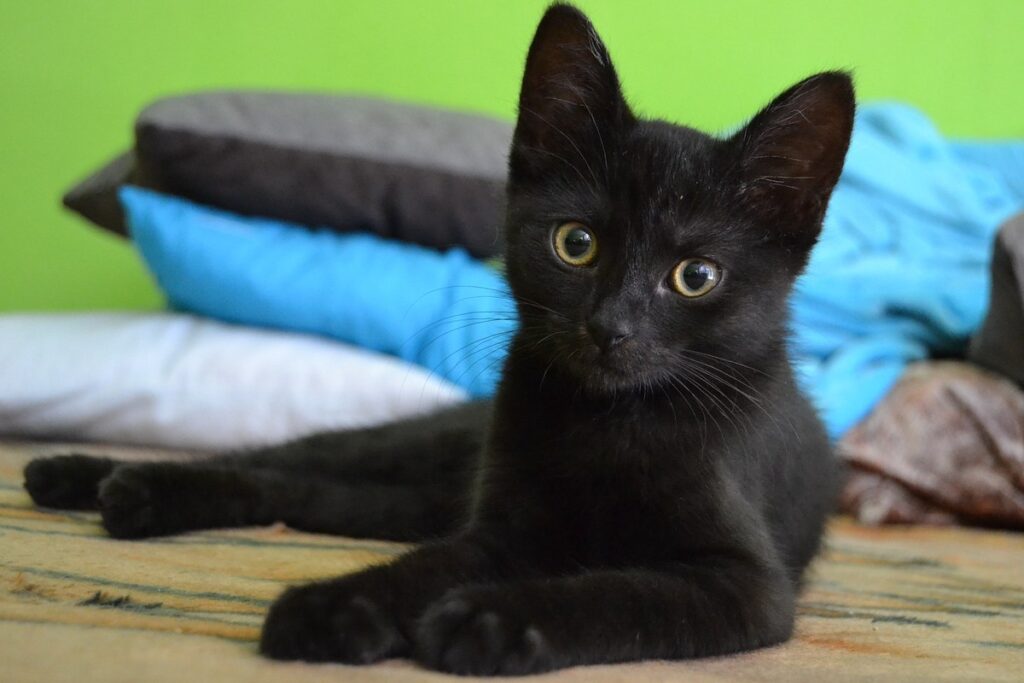 gattino nero con gli occhi gialli