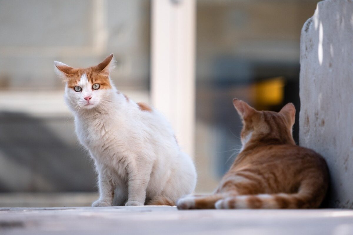 gatti per strada