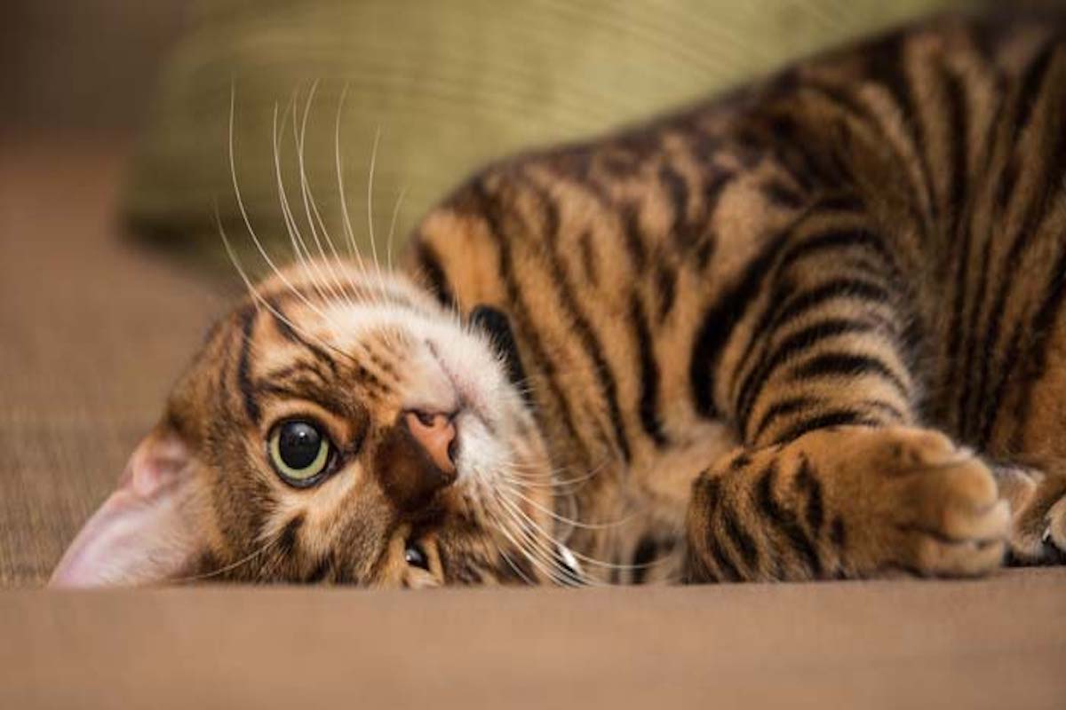 toyger sguardo tenero