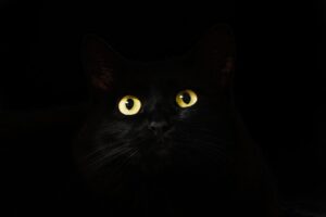 occhi gatto nero