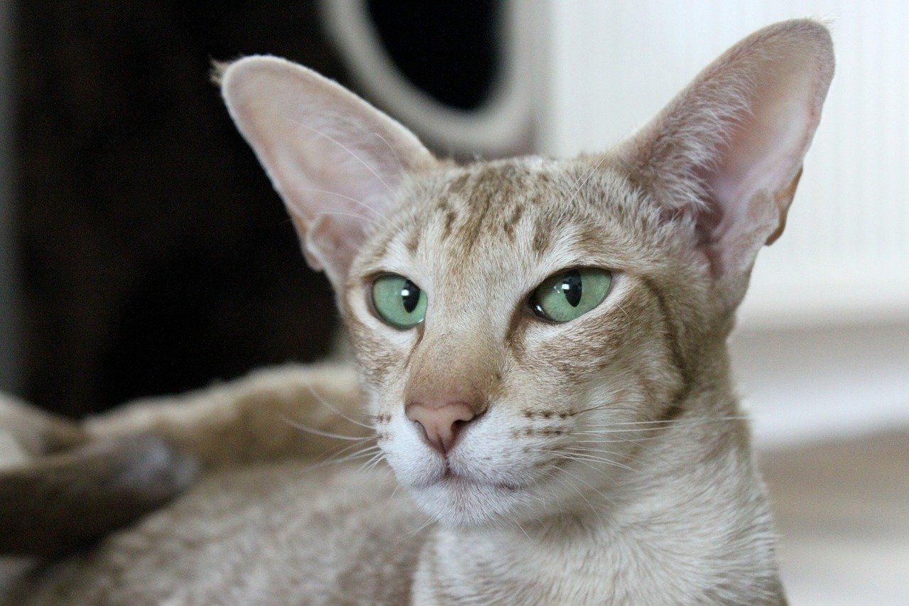 gatto sguardo buffo