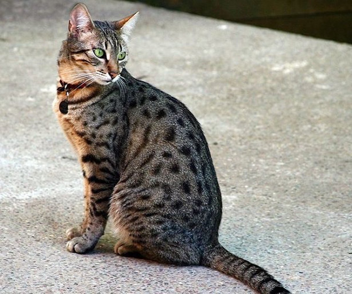 gatto egiziano elegante