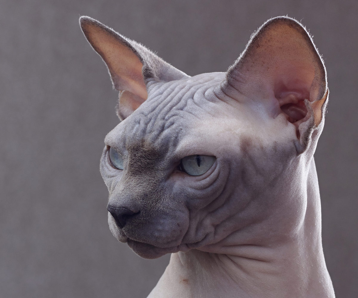 gatto sphynx