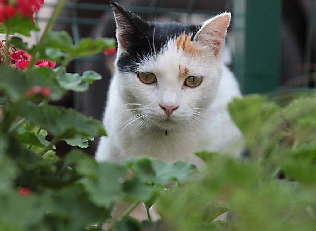 mirtillo gatto 9 operazioni chirurgiche