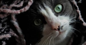 Ribolla, scompare Mirtillo, il gatto non sopravvive ai maltrattamenti ricevuti