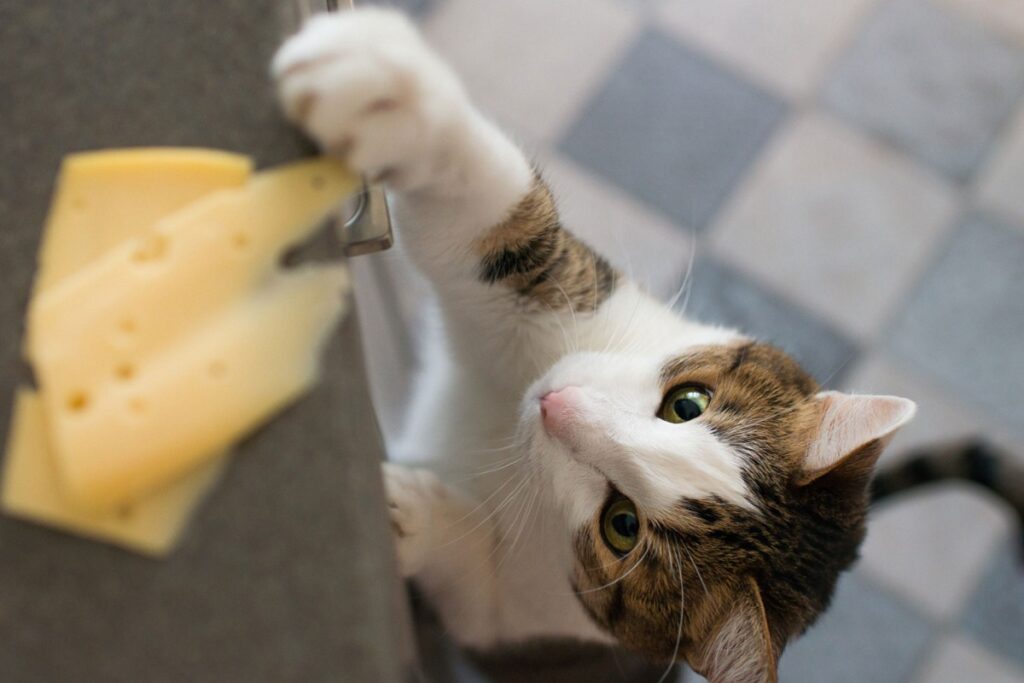gatto ruba il formaggio