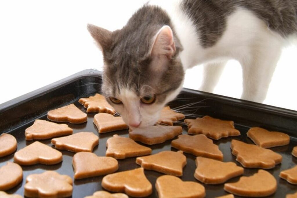 gatto davanti a teglia di biscotti