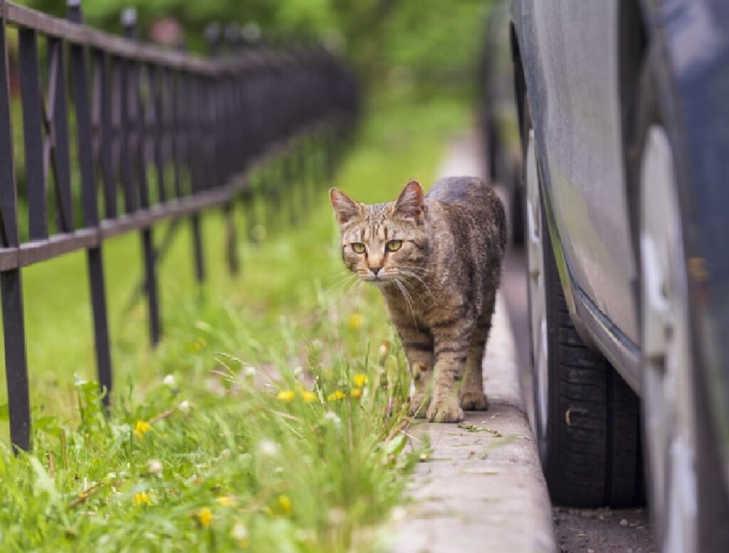 roppolo gatto si nasconde auto