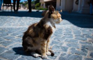 Roppolo, gatto trovato ancora vivo all’interno di un cassonetto dei rifiuti