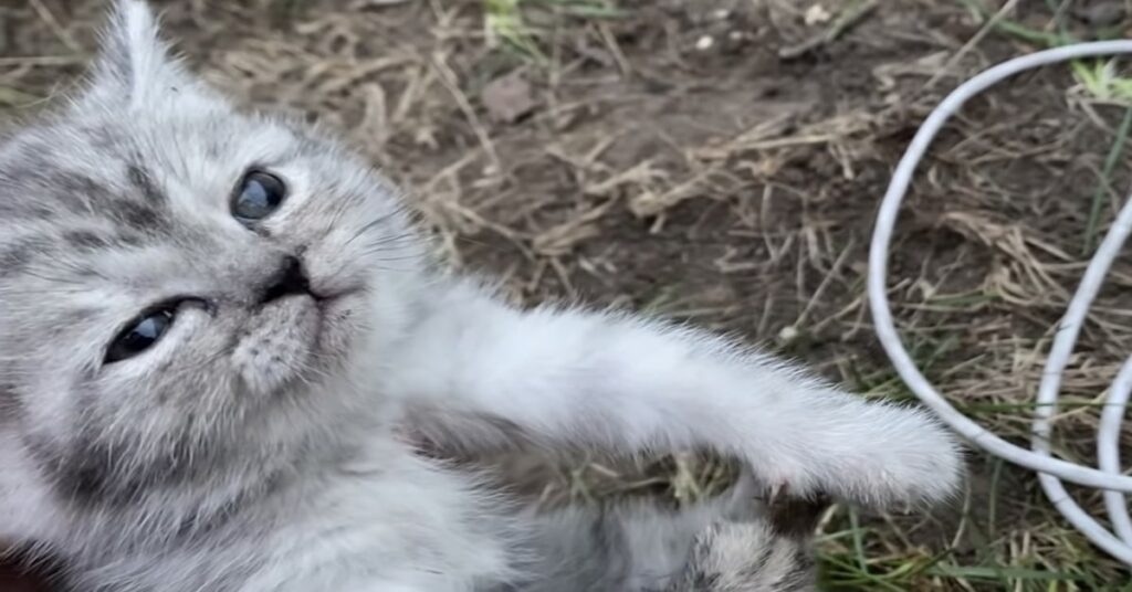 gatto grigio salvato dalla trappola