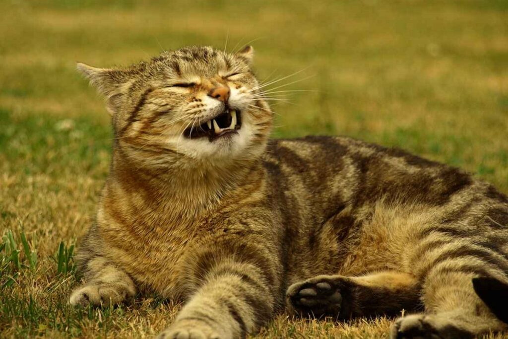 gatto che starnutisce in campagna