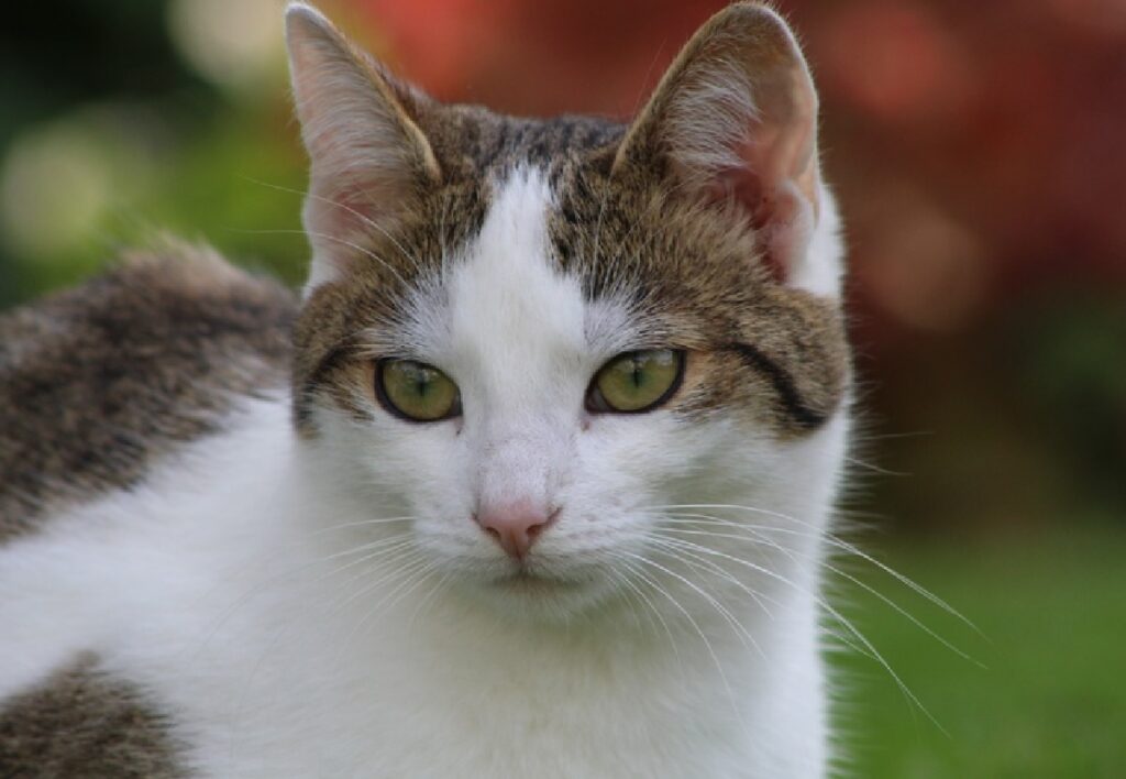 nome gatto randagio casa torino