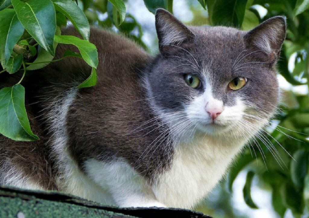 torino gatto randagio quartiere circoscrizione 7