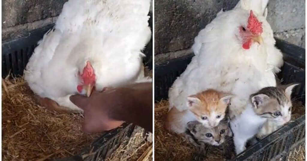 gattini adottati da una mamma gallina 