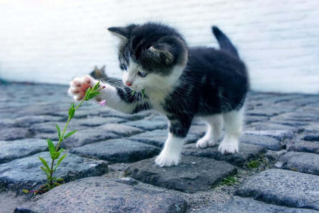 gattino che gioca con un fiore