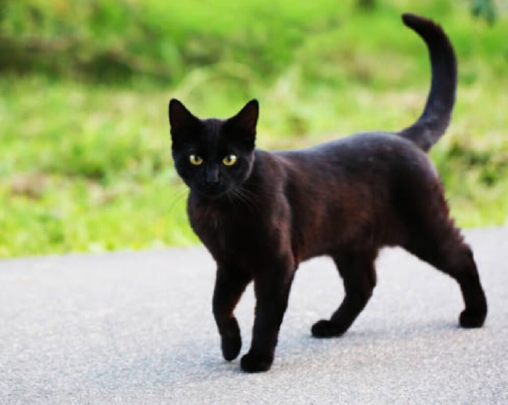gatto nero strada pericolo 