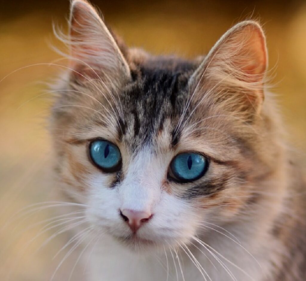 gatto soriano la cena insieme volpe