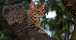 Un gattino Soriano viene salvato da una cavità sull’albero, il video è mozzafiato