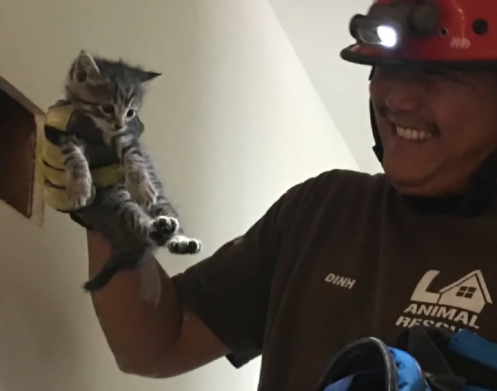 gattini soriano salvati da parete