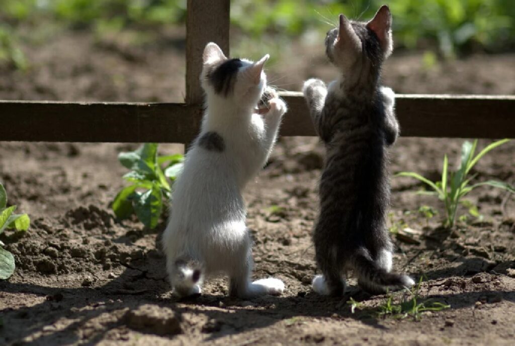 gatti coppia abbandonati campo
