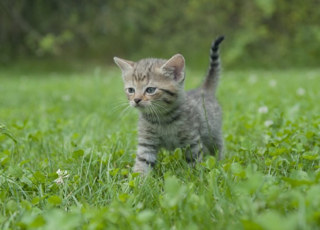 gattino piccolo cammina prato
