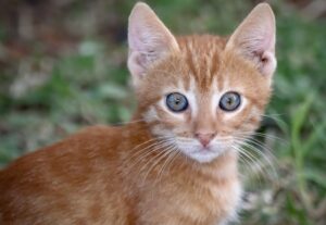 Viggiù, il gatto Rogue ha bisogno di cure immediate, la solidarietà vien fuori