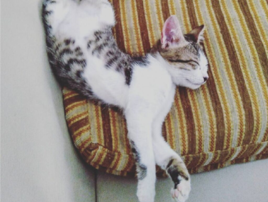 gatto posizione strana cuscino