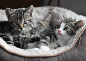 15 foto di gatti che cambieranno la vostra idea sull’adozione