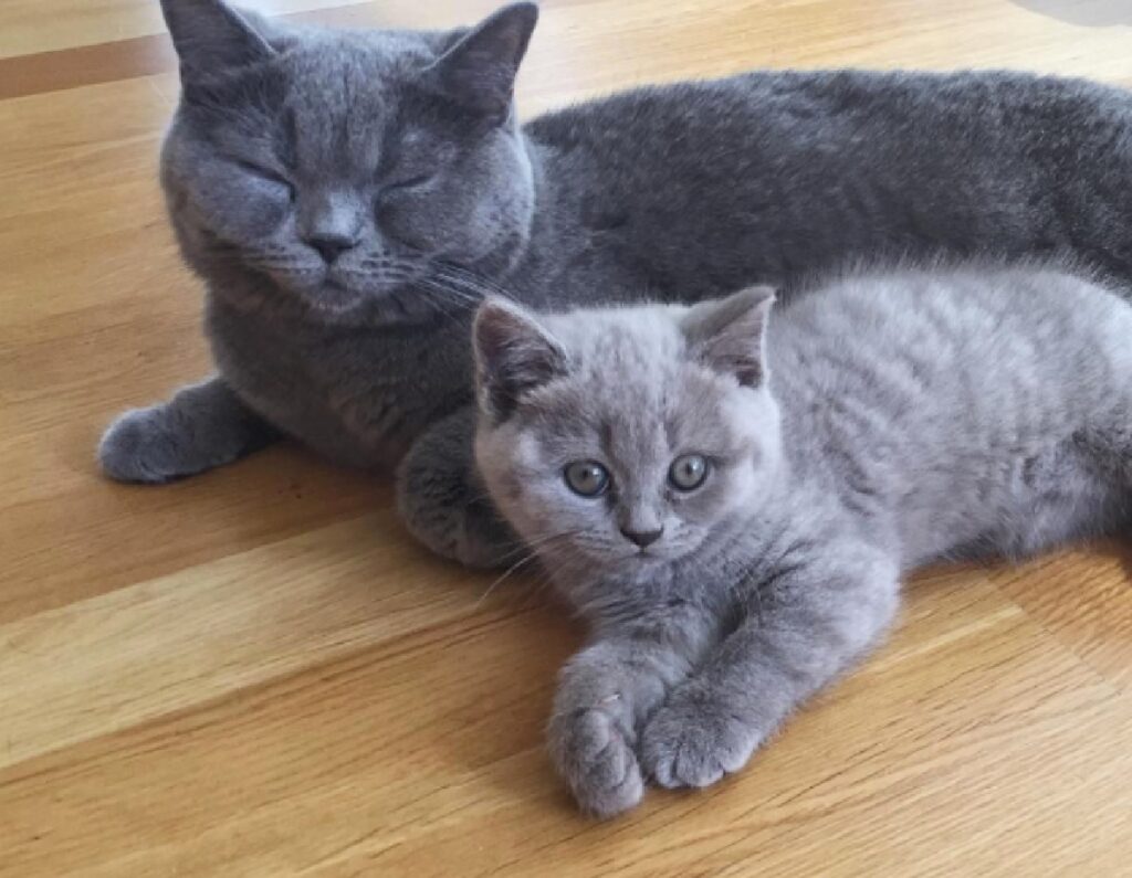 coppia gatti pelo grigio
