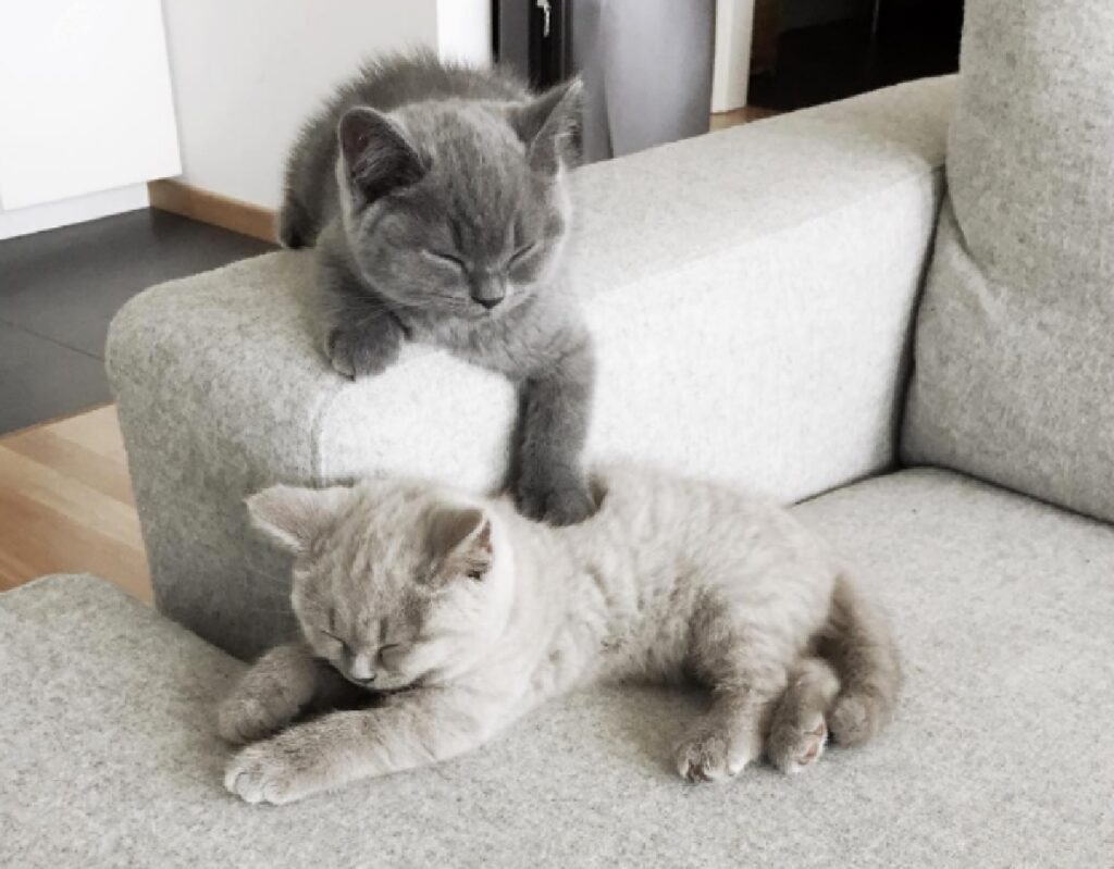 gatti coccole a vicenda
