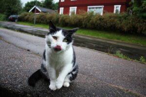 3 cose che il gatto vuole dirti quando ti lecca la mano