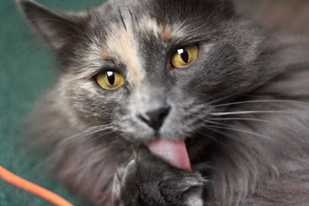 gatto fa toelettatura