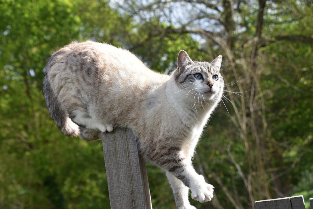 felino staccionata zampe