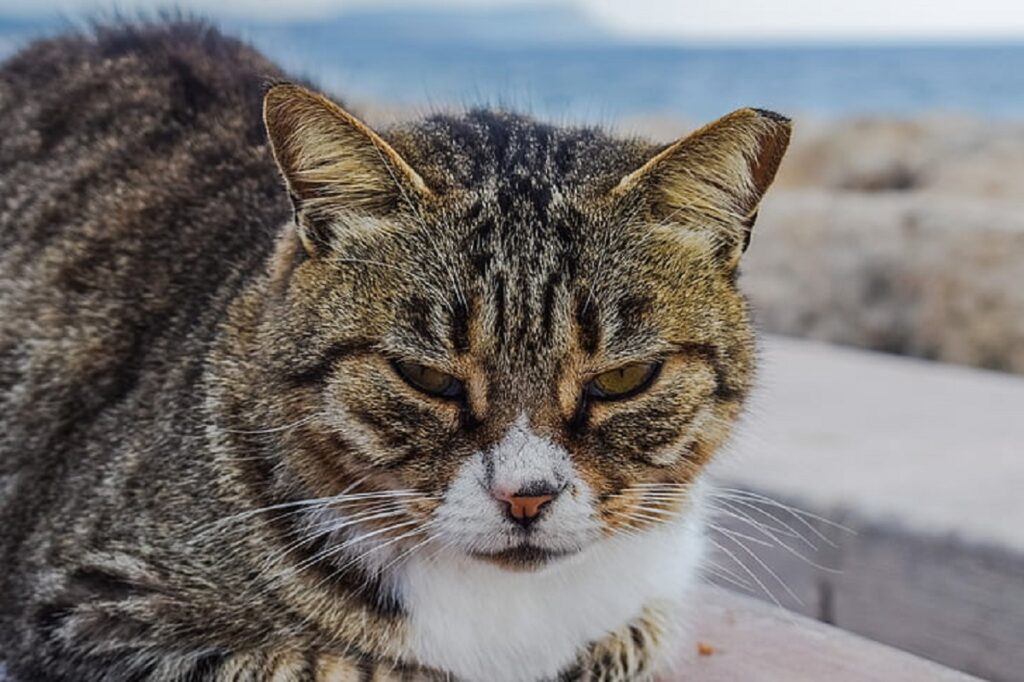 gatto arrabbiato faccia