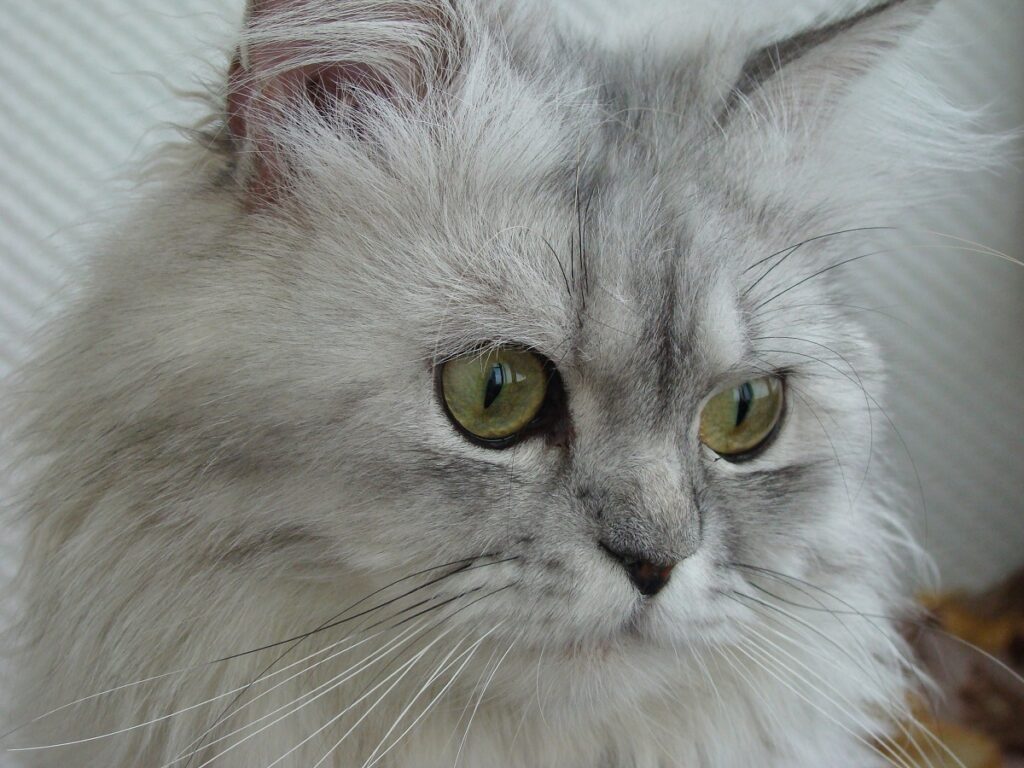 gatto grigio peloso