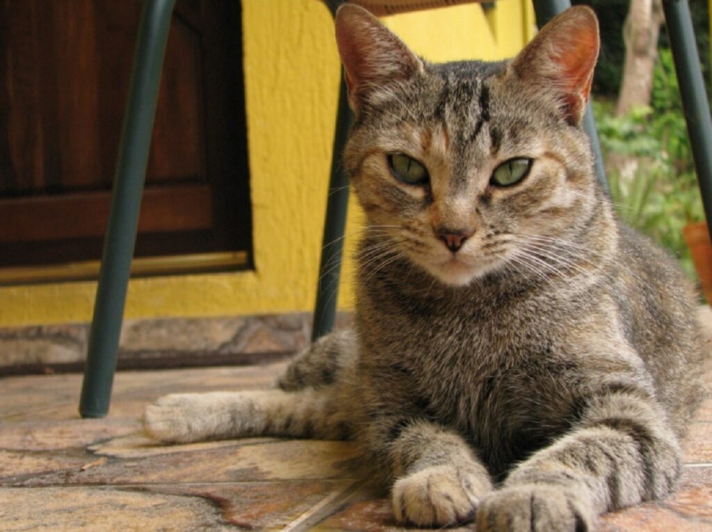 felino tigrato soriano