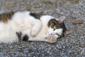 4 motivi per cui il gatto si rotola per terra