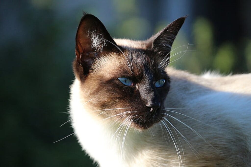 micio osserva sguardo