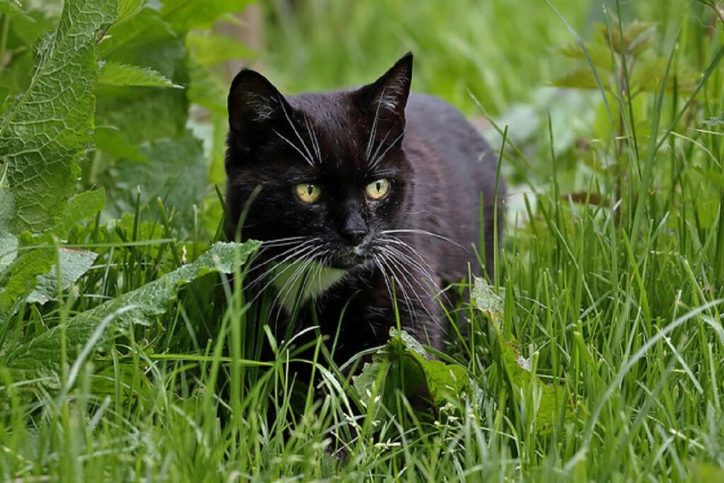 gatto natura aperto