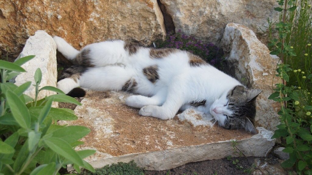 gatto riposino sonno