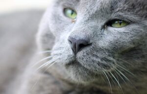 5 cose a dir poco sorprendenti che non sai sul naso dei gatti