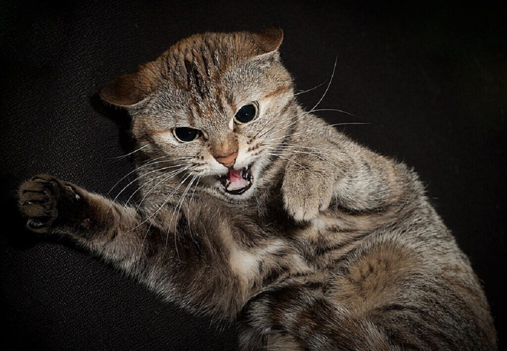 gatto arrabbiato soffiare