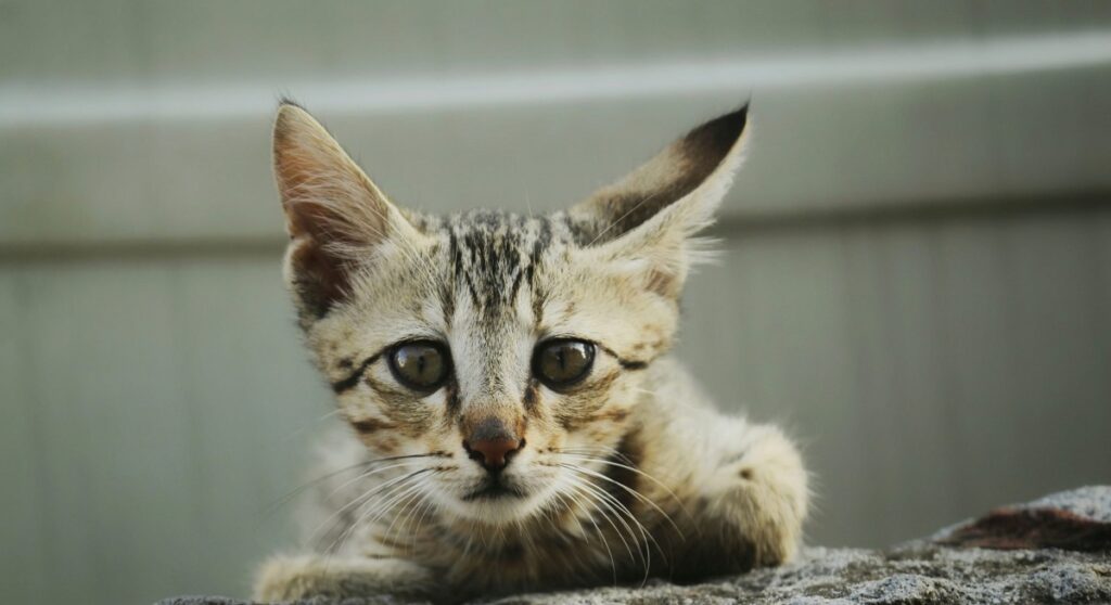 gatto dolce faccia