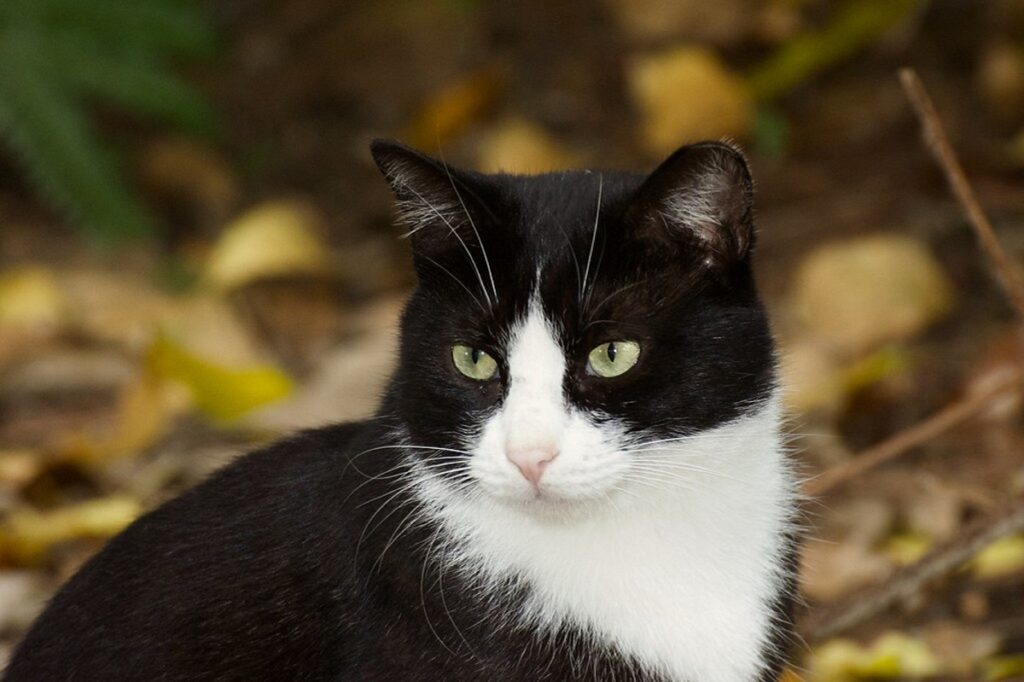 gatto bianco nero